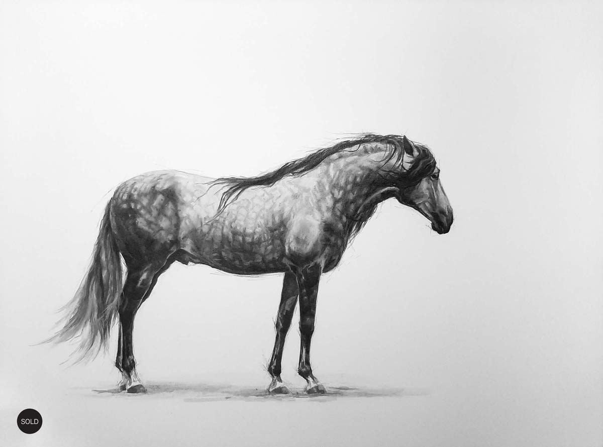 andolusian-stallion