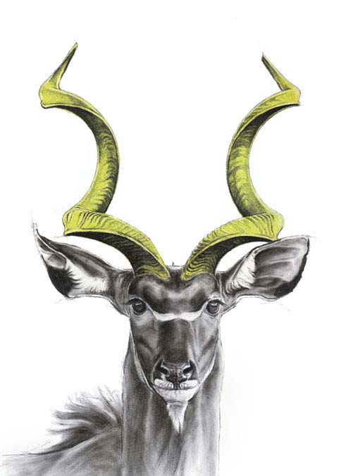 kudu