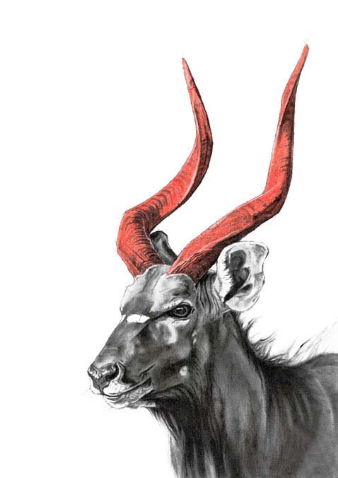 nyala