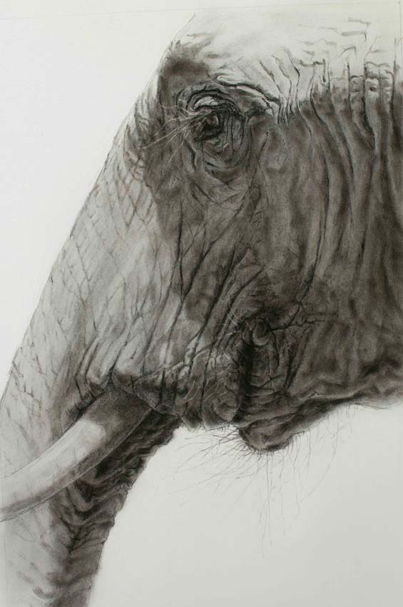 elephantcharcoal