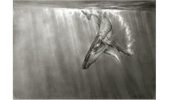 humpbackwhale1
