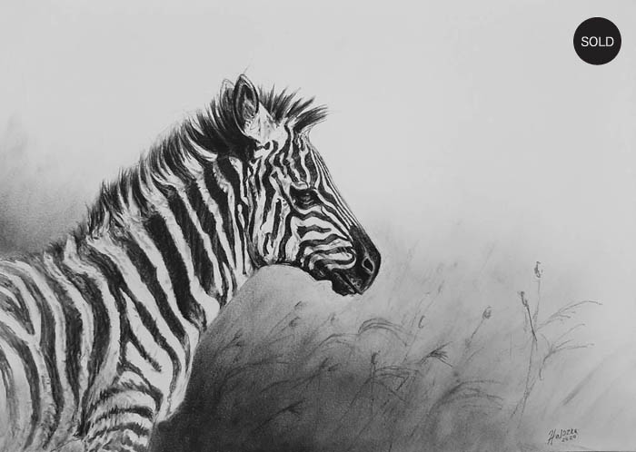 youngzebra